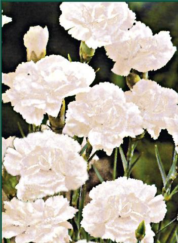 photo of flower to be used as: Bedding / border plant Dianthus plumarius Albus