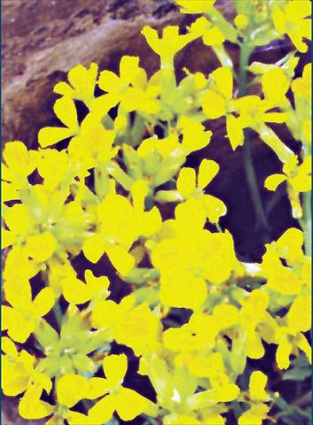 photo of flower to be used as: Bedding / border plant Erysimum Yellow Bird
