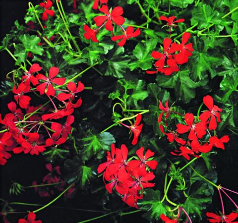 photo of flower to be used as: Basket / Pot Pelargonium peltatum Decora Rosso