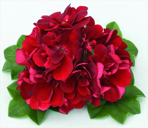 photo of flower to be used as: Basket / Pot Pelargonium peltatum Doblino Rouge Foncé