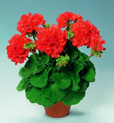 photo of flower to be used as: Pot, bedding, patio Pelargonium zonale pac® Perlenkette Orange