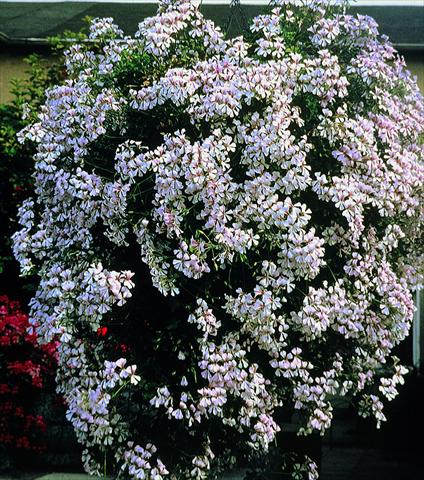 photo of flower to be used as: Bedding, patio, basket Pelargonium peltatum pac® Ville De Dresden