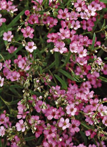 photo of flower to be used as: Bedding / border plant Gypsophila repens  Rosea