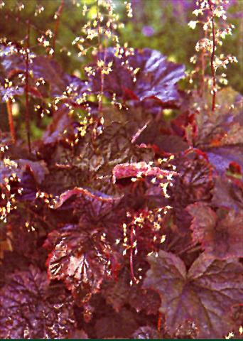 photo of flower to be used as: Bedding / border plant Heuchera americana Place Purple Selection