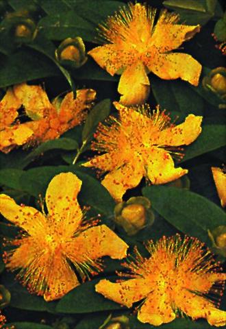 photo of flower to be used as: Bedding / border plant Hypericum calycinum Rose von Sharon