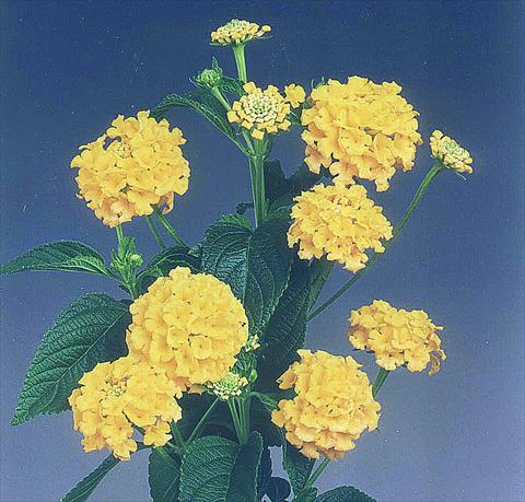 photo of flower to be used as: Pot Lantana camara Goldsonne