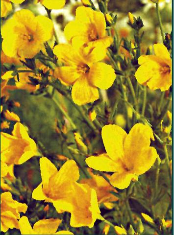 photo of flower to be used as: Bedding / border plant Linum flavum Compactum
