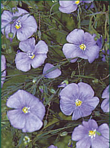 photo of flower to be used as: Bedding / border plant Linum nanum Blue Diamant