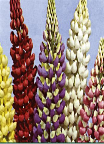 photo of flower to be used as: Bedding / border plant Lupinus russel Mixture