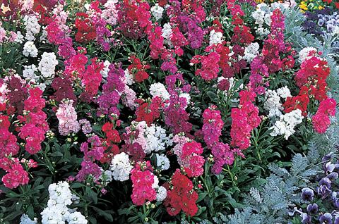 photo of flower to be used as: Pot and bedding Matthiola incana Harmony Mix