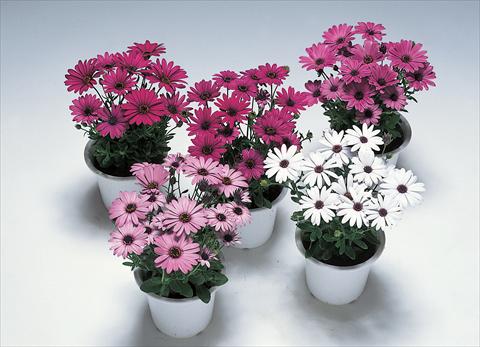 photo of flower to be used as: Pot Osteospermum Ecklonis Passion F1 Mix