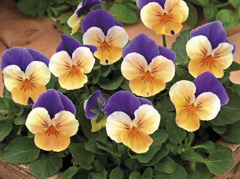 photo of flower to be used as: Pot and bedding Viola cornuta Peach Jump Up