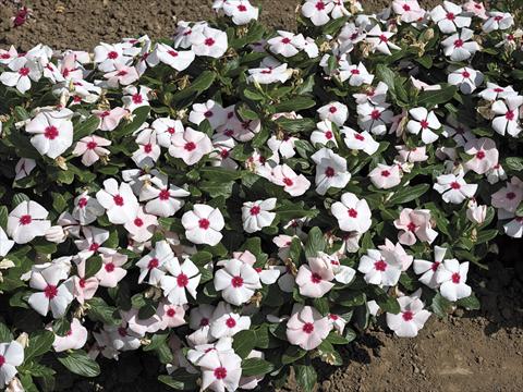 photo of flower to be used as: Pot and bedding Catharanthus roseus - Vinca Cora F1 Apricot