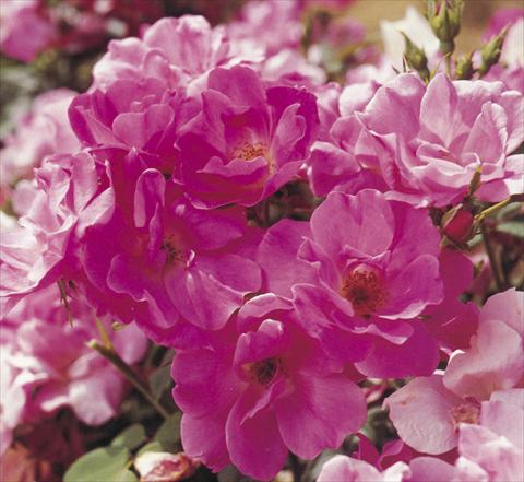 photo of flower to be used as: Bedding / border plant Rosa floribunda Pink Knock Out®