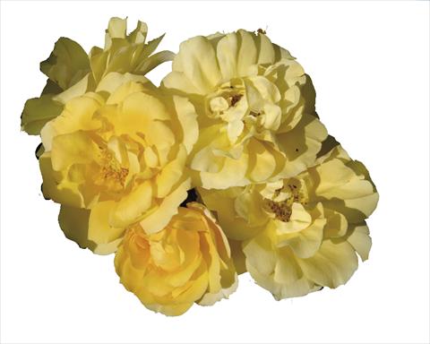 photo of flower to be used as: Pot and bedding Rosa floribunda Gold Tequila