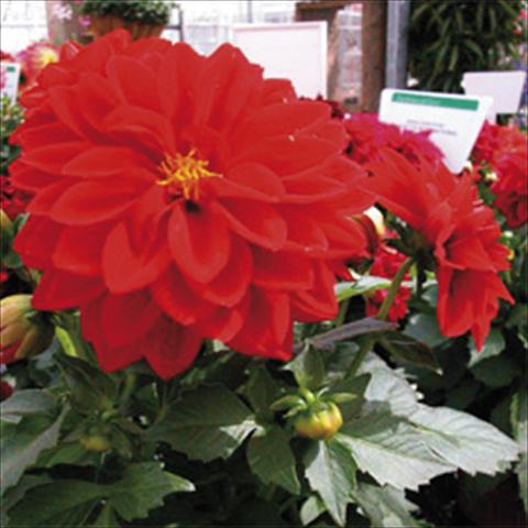 photo of flower to be used as: Pot and bedding Dahlia Royal Dahlietta Tessy