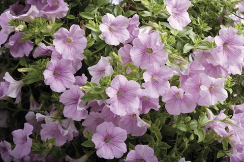 photo of flower to be used as: Basket / Pot Petunia pendula Surfinia® Sweet Pink