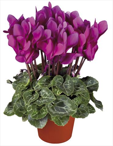 photo of flower to be used as: Pot and bedding Cyclamen persicum mini Super Serie®s Verano Dark Violet