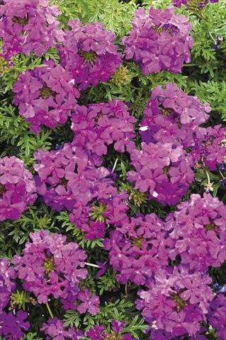 photo of flower to be used as: Pot and bedding Verbena Tapien® Purple