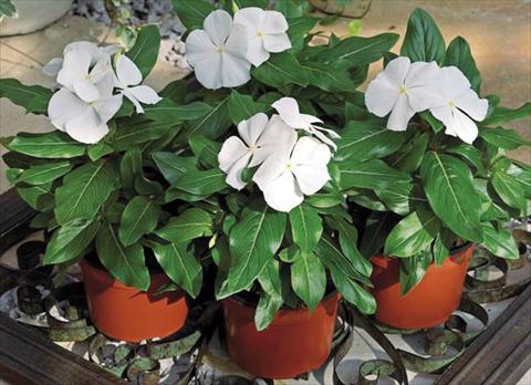 photo of flower to be used as: Pot and bedding Catharanthus roseus - Vinca Cora F1 White