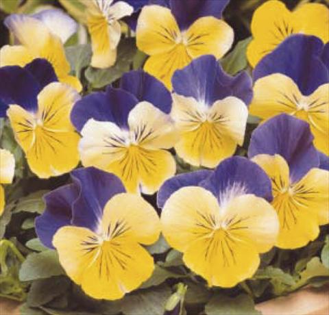 photo of flower to be used as: Pot and bedding Viola wittrockiana Matrix Morpheus