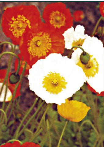 photo of flower to be used as: Bedding / border plant Papaver nudicaule Gartenzwerg