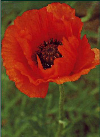 photo of flower to be used as: Bedding / border plant Papaver orientale Pizzicato