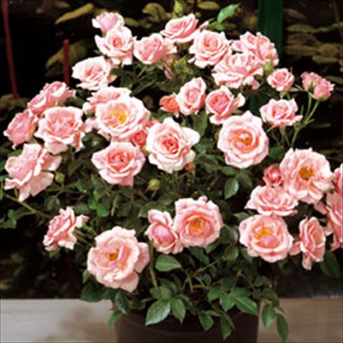 photo of flower to be used as: Pot Rosa floribunda Pink Meillandina