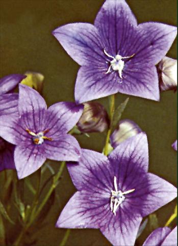 photo of flower to be used as: Bedding / border plant Platycodon grandiflorus Fuji Blue