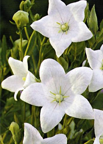 photo of flower to be used as: Bedding / border plant Platycodon grandiflorus Fuji White