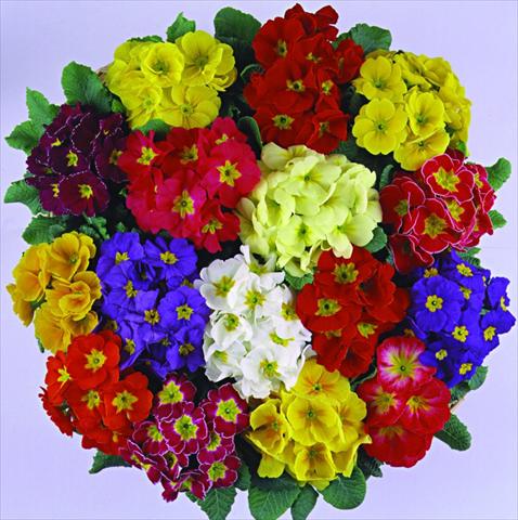 photo of flower to be used as: Pot and bedding Primula acaulis, veris, vulgaris Bellissima F1 Mix