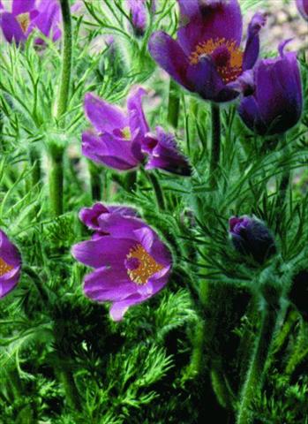 photo of flower to be used as: Pot and bedding Pulsatilla vulgaris Rote Glocke