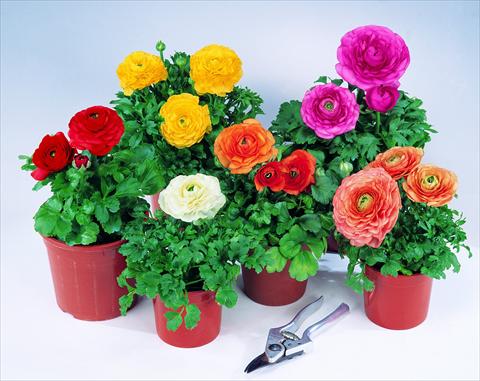 photo of flower to be used as: Pot Ranunculus asiaticus Pratolino F1 Mix