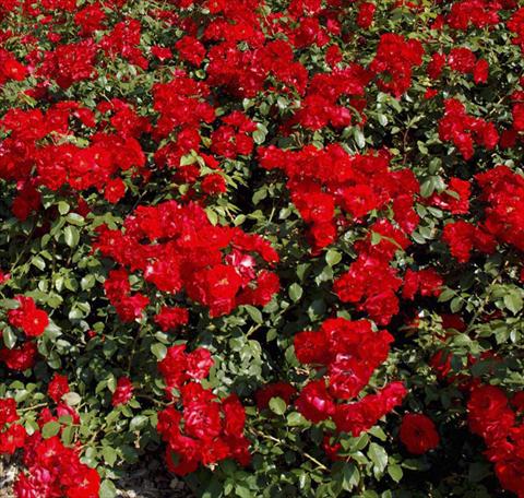photo of flower to be used as: Bedding / border plant Rosa paesaggistica La Sevillana