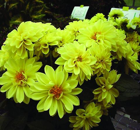 photo of flower to be used as: Pot and bedding Dahlia Royal Dahlietta Margaret