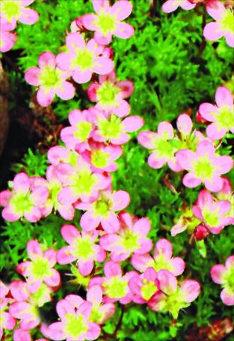 photo of flower to be used as: Pot and bedding Saxifraga x arendsii Bluetenteppich