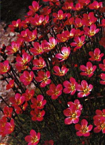 photo of flower to be used as: Pot and bedding Saxifraga x arendsii Purpurteppich