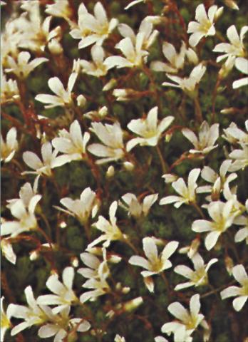photo of flower to be used as: Pot and bedding Saxifraga x arendsii Schneeteppich