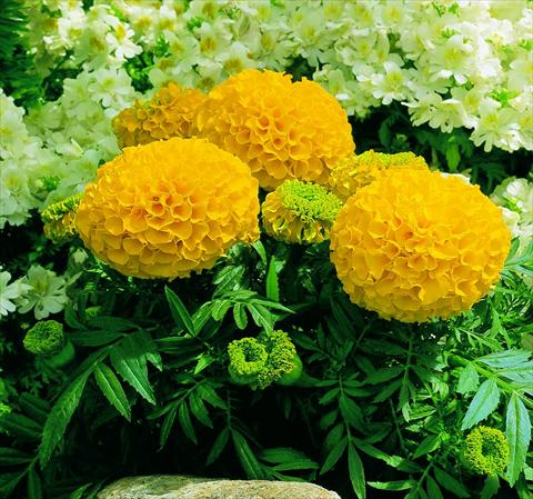 photo of flower to be used as: Bedding / border plant Tagetes erecta Antigua F1