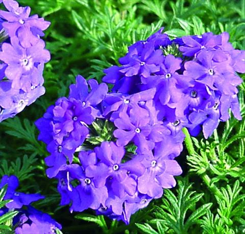 photo of flower to be used as: Bedding pot or basket Verbena Tapien®