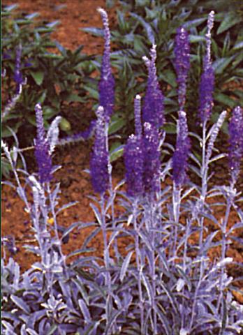 photo of flower to be used as: Bedding / border plant Veronica spicata Blauteppich