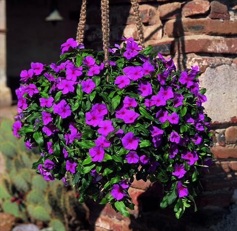 photo of flower to be used as: Basket / Pot Catharanthus roseus - Vinca Patricia Cascade