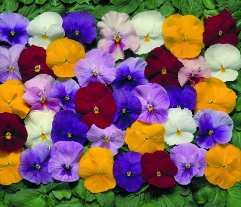 photo of flower to be used as: Pot and bedding Viola wittrockiana Dynamite F1 Mix