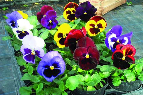 photo of flower to be used as: Pot and bedding Viola wittrockiana Power F1 Mix