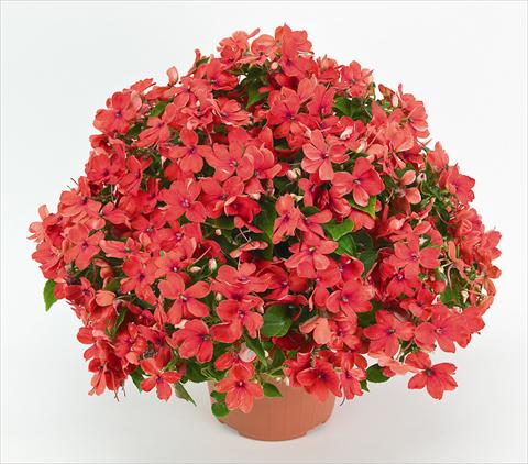 photo of flower to be used as: Pot and bedding Impatiens walleriana Cheeky Sparkling Orange