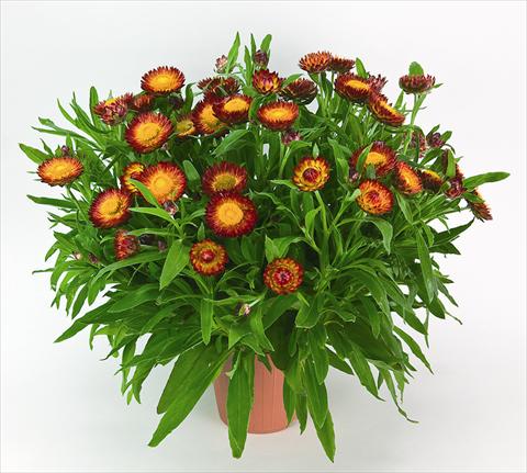 photo of flower to be used as: Pot and bedding Helichrysum (Bracteantha) Helica Bicolor Orange