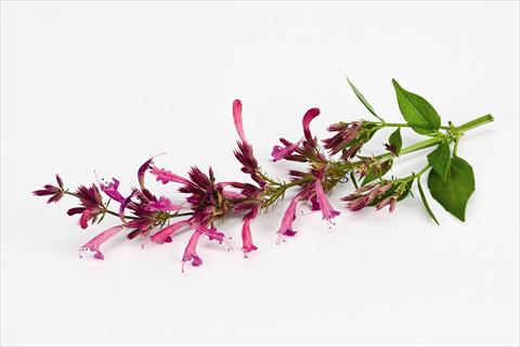 photo of flower to be used as: Pot and bedding Agastache mexicana Acapulco Purple