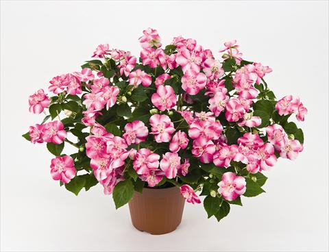 photo of flower to be used as: Pot and bedding Impatiens walleriana Musica Bicolor Pink