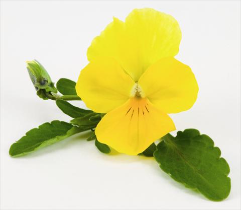 photo of flower to be used as: Basket / Pot Viola hybrida Friolina® Cascadiz Yellow