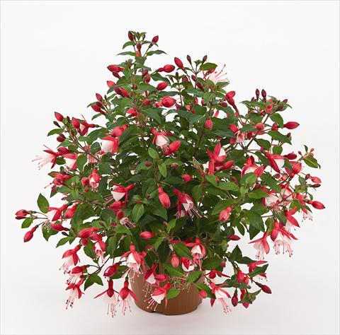 photo of flower to be used as: Pot and bedding Fuchsia Diva™ Cherry/White